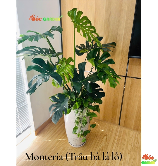 Quà Tặng Chúc May Mắn: 12 Ý Tưởng Độc Đáo Mang Lại Tài Lộc, Bình An Và Vượng Khí