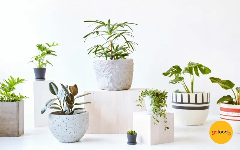 Chậu cây để bàn mang ý nghĩa phong thủy