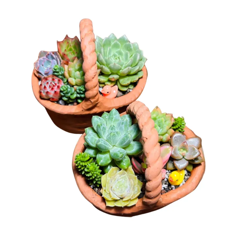 Set giỏ xách sen đá, quà tặng cây xanh cho mẹ yêu thiên nhiên