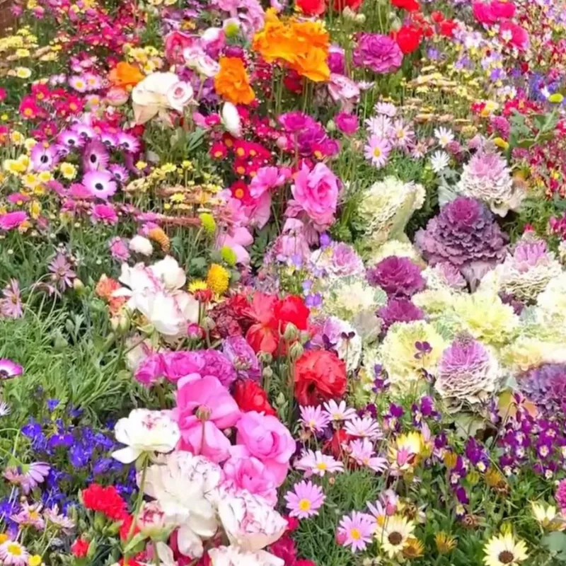 Hạt giống hoa tổng hợp, quà tặng cho mẹ có khu vườn nhỏ