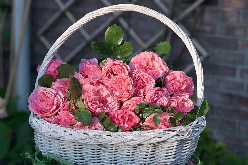 Lời chúc tặng mẹ ngày 20 10 ý nghĩa, hình ảnh con cái ôm mẹ đầy ấm áp