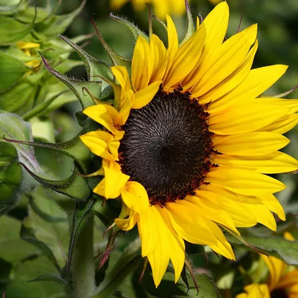 Lời chúc hoa Hướng Dương ý nghĩa khi được tặng trong các dịp đặc biệt