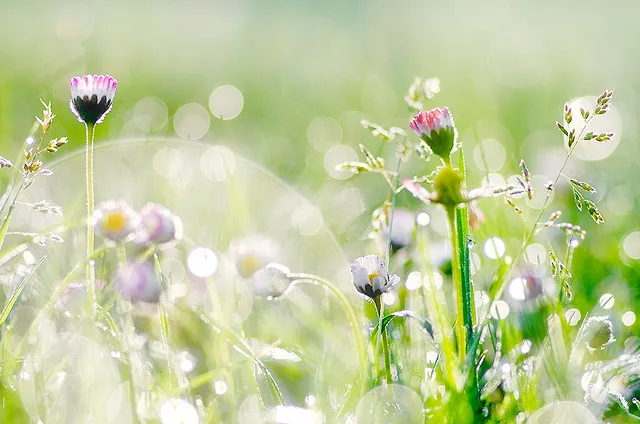 Tác dụng tâm lý học của lời chúc buổi sáng hay và ý nghĩa trong việc khơi gợi năng lượng tích cực