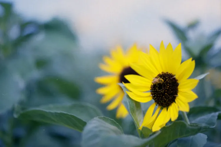 Hình ảnh một khung cảnh bình yên, có thể là một người đang đọc sách dưới ánh nắng hoặc thiền định, biểu thị sự tĩnh tâm và tái tạo năng lượng.