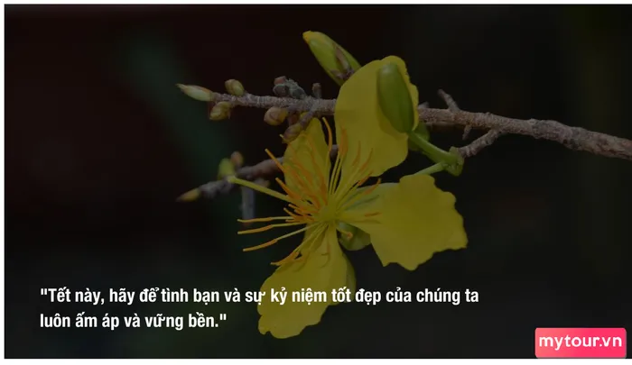 Những thông điệp chúc Tết chân thành giúp hàn gắn những cảm xúc tiêu cực sau chia tay