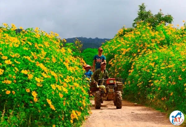 Đóa hoa dã quỳ cô đơn trong buổi chiều tà gợi cảm giác buồn man mác