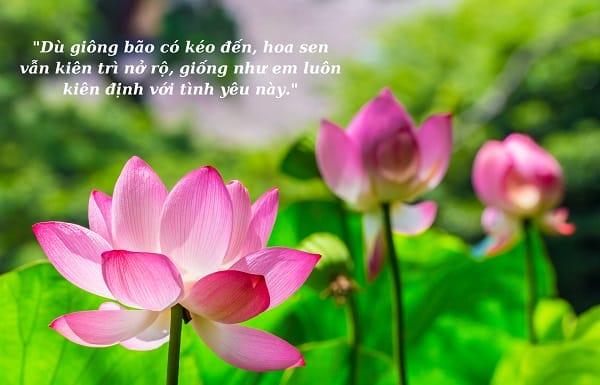 stt Về Hoa Sen Và Thiếu Nữ Tinh Khôi Và Ý Nghĩa Nhất