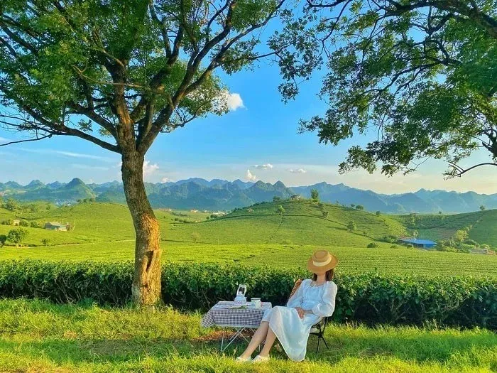 Vẻ đẹp bình yên của những cánh đồng hoa tại cao nguyên Mộc Châu