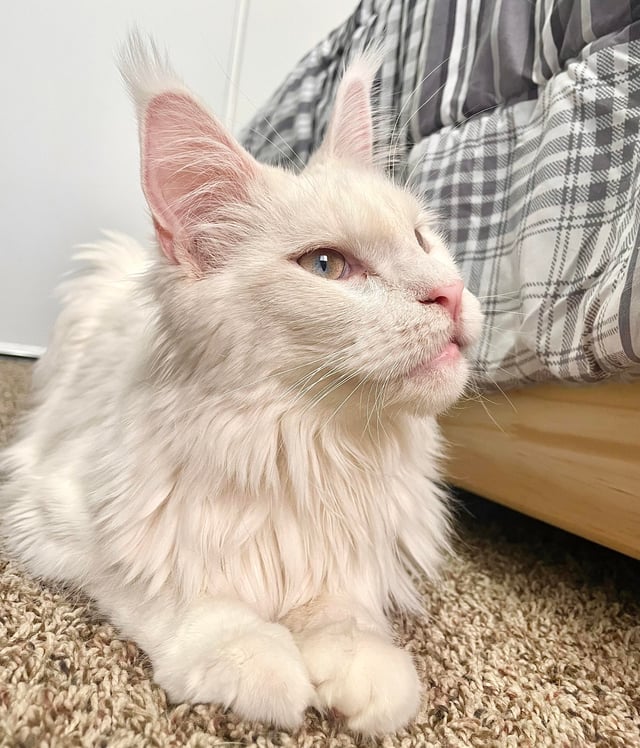 Cách viết lời cảm ơn lời chúc mừng sinh nhật tinh tế nhất