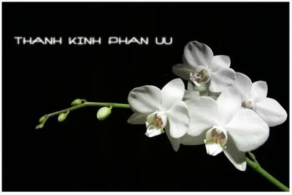 Hình ảnh vòng hoa chia buồn và những lời chúc tiễn đưa người đã khuất