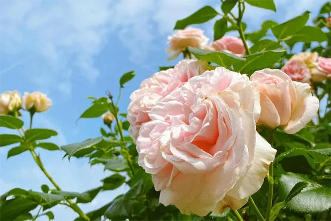 Những lời chúc dành cho mẹ cũng là gợi ý hay để doanh nghiệp thấu hiểu tâm lý khách hàng