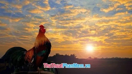 Mặt trời vàng rực rỡ chiếu sáng mặt biển mênh mông như một bức tranh nghệ thuật