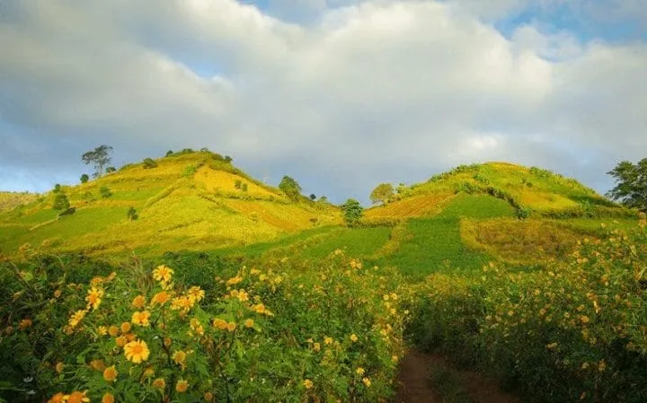 Cánh đồng hoa dã quỳ trải dài tạo nên khung cảnh lãng mạn cho đôi lứa