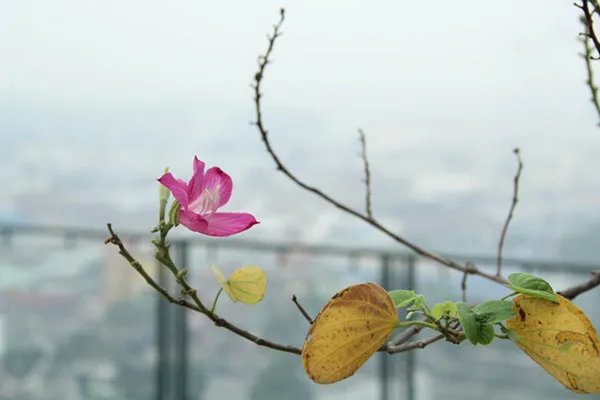 Gió lạnh đầu mùa tạo nên những khoảnh khắc đẹp và đầy thơ mộng