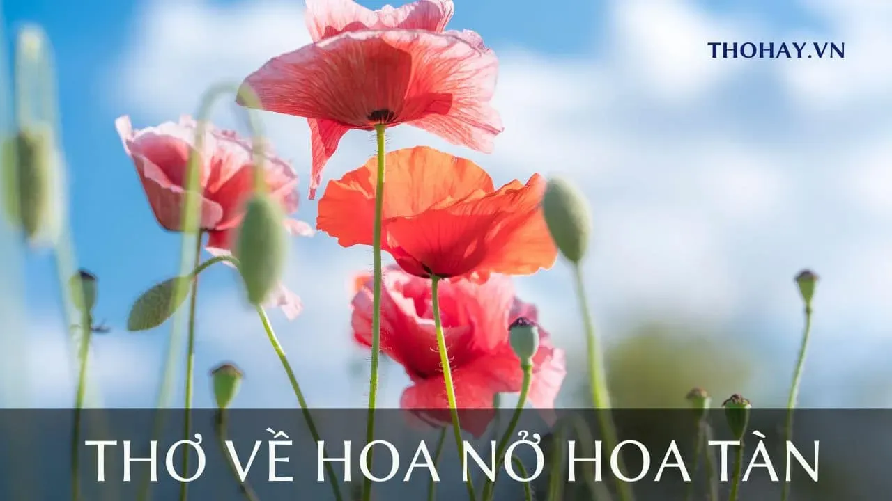 Hình ảnh hoa nở rộ tươi đẹp, biểu tượng cho những stt hoa đẹp hoa thơm hoa vẫn tàn về sự mong manh của khoảnh khắc rực rỡ.