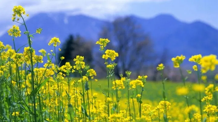 Vẻ đẹp mộc mạc của hoa cải vàng trong nắng sớm mai