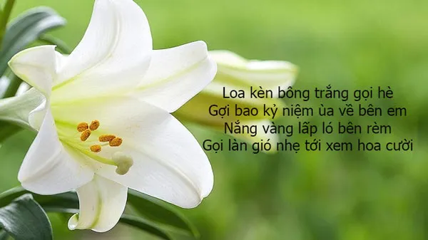 Vẻ đẹp thanh khiết của hoa loa kèn trắng trong nắng mai