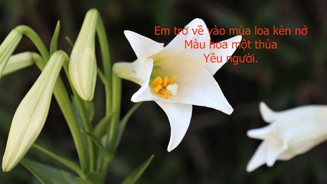 Sắc trắng hoa loa kèn len lỏi vào từng nhịp sống tháng Tư