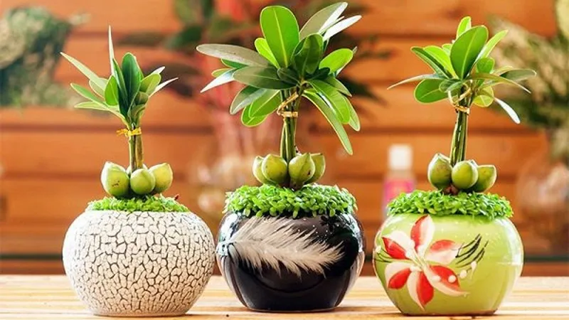 Cây tài lộc là món quà mang lại nhiều may mắn và tiền tài cho gia chủ trong dịp đầu năm mới