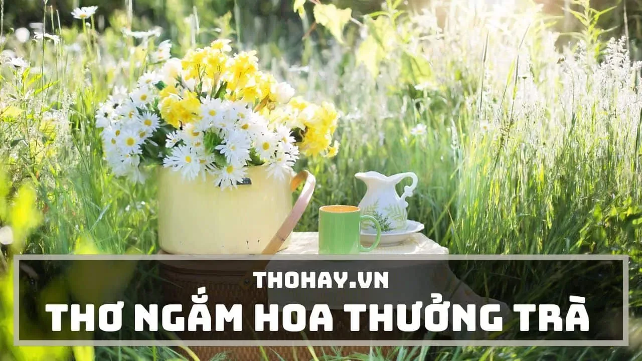 Khoảnh khắc bình yên ngắm hoa tàn, gợi cảm hứng cho những stt hoa đẹp hoa thơm hoa vẫn tàn và suy tư về quy luật vô thường.