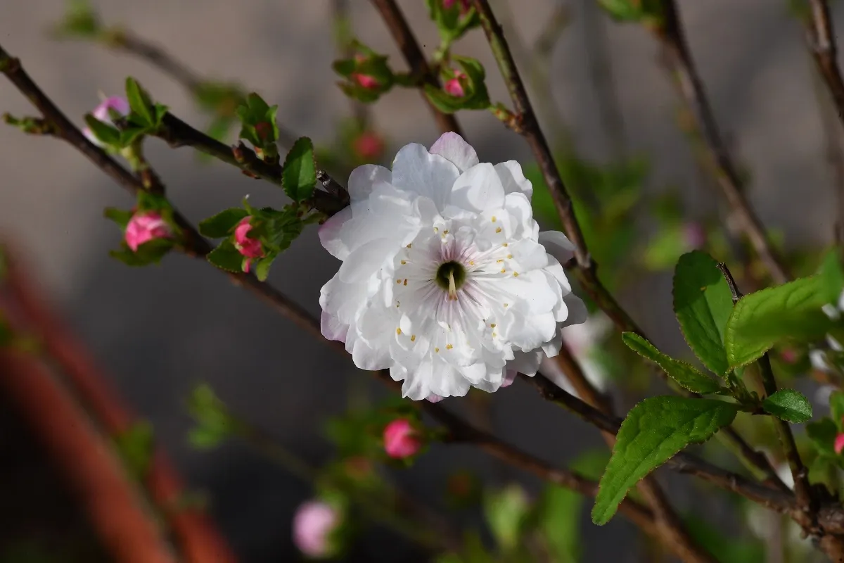 Lời chúc mùng 1 bình an khởi đầu hứa hẹn cho một tháng tràn đầy niềm vui và thành công