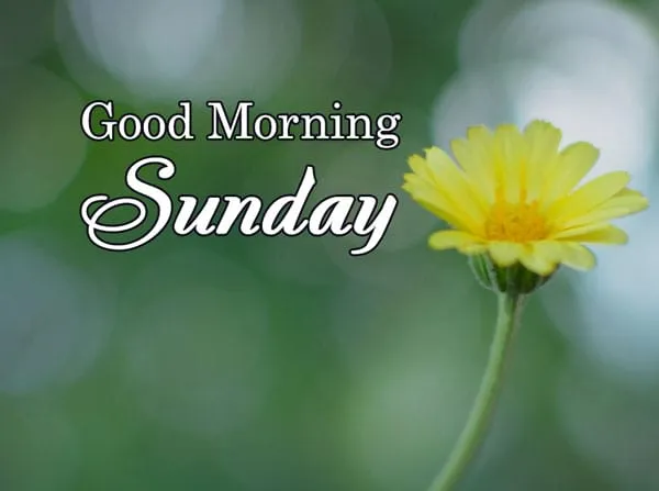 stt ngày mới yêu thương cho gia đình luôn gắn kết