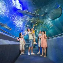 Cả gia đình thích thú tham quan thủy cung tại VinWonders