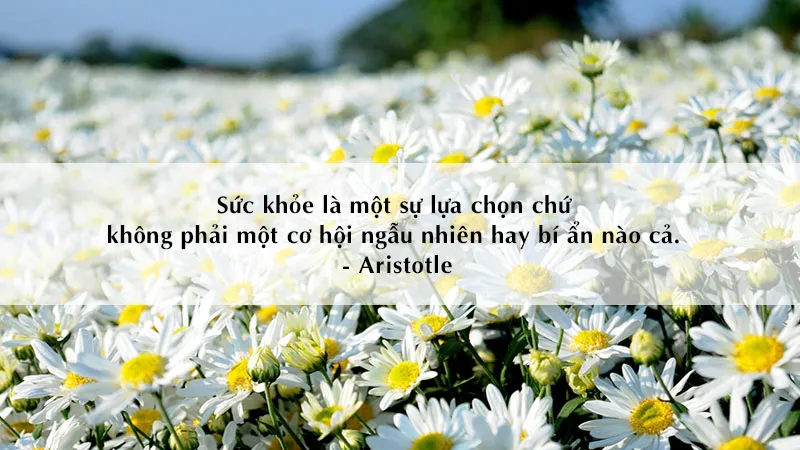 Những câu châm ngôn về sức khỏe được trình bày tinh tế truyền cảm hứng sống khỏe mạnh