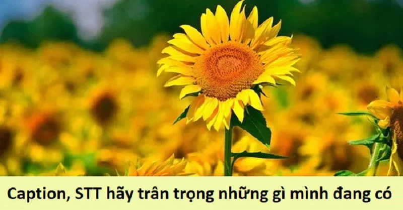 Những dòng trạng thái đầy cảm hứng giúp chúng ta sống chậm lại