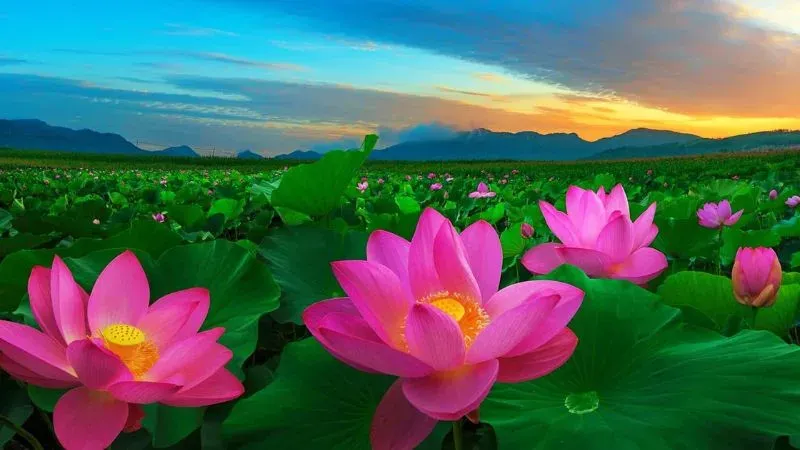 Hình ảnh hoa sen đẹp tượng trưng cho tình cảm gia đình gắn bó