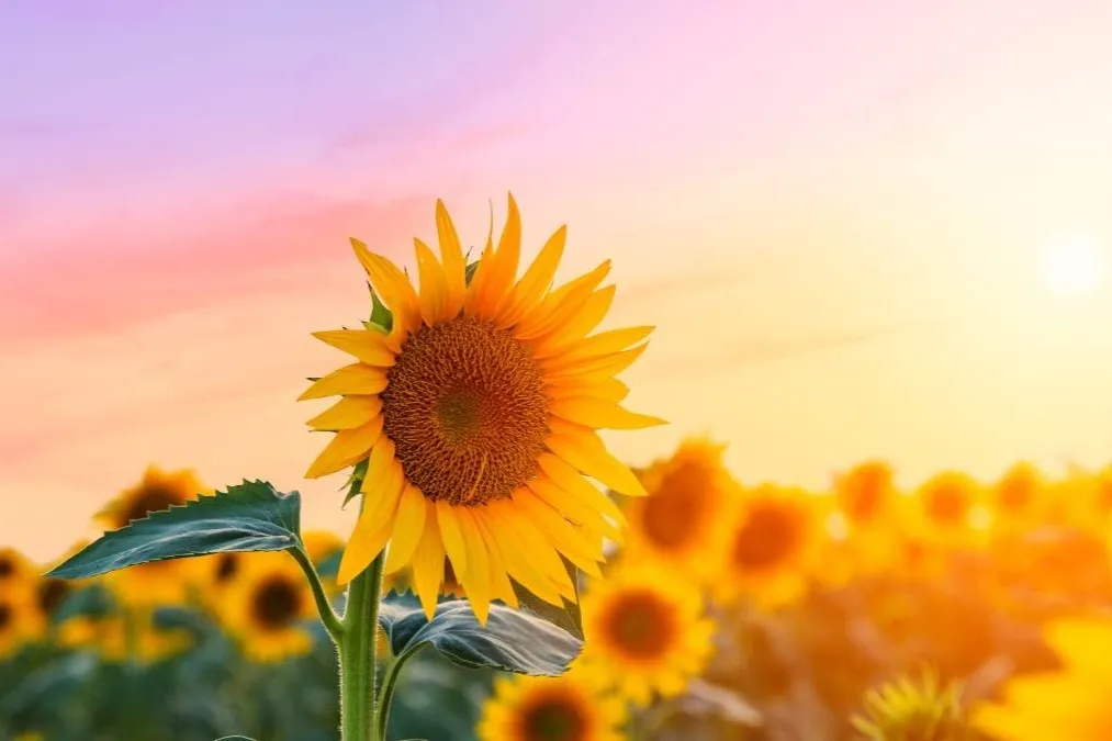 Nụ cười rạng rỡ của cô gái bên cạnh những đóa hướng dương xinh đẹp