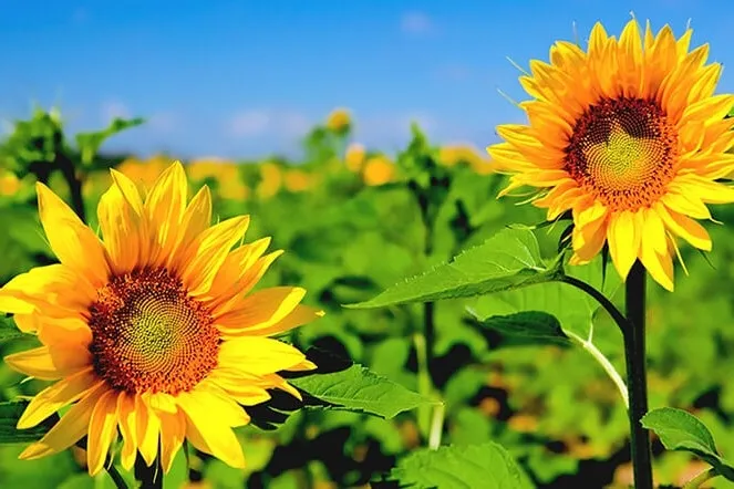 Cánh đồng hoa hướng dương bát ngát dưới bầu trời xanh trong vắt