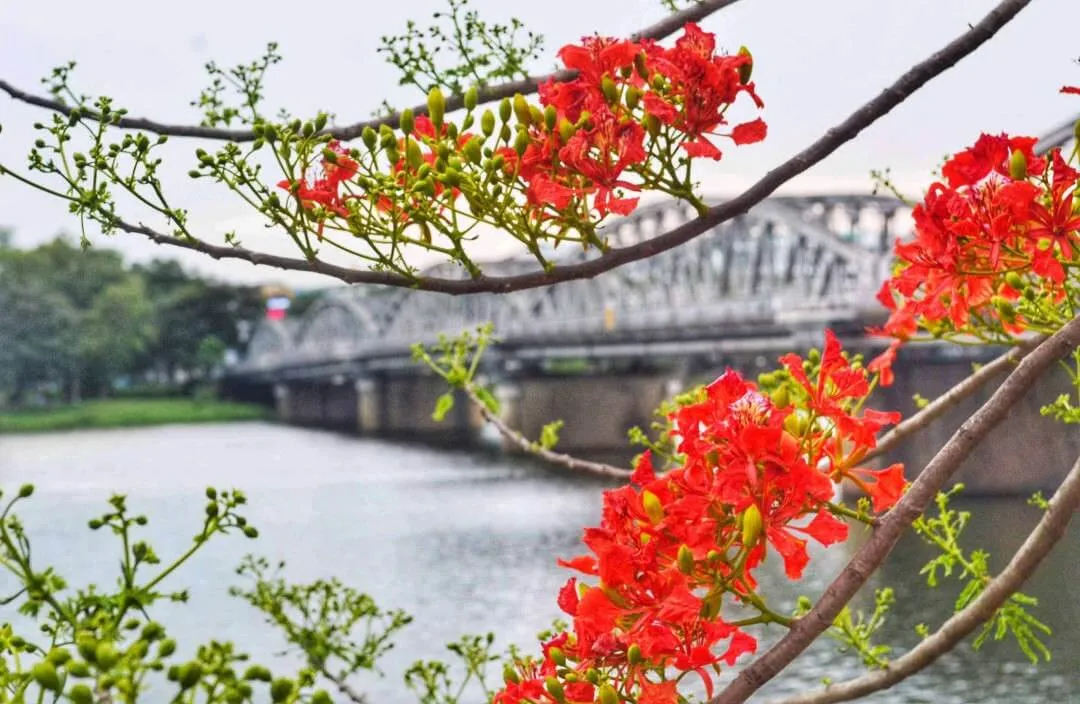 Các dòng stt hoa phượng thả thính đáng yêu sẽ khiến người ấy cảm nhận được tình cảm của bạn