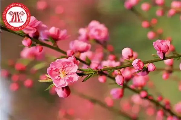 Bầu không khí trầm mặc và đầy suy tư trong ngày Chủ nhật cuối cùng của năm