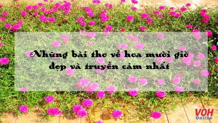 Những đóa hoa mười giờ rực rỡ khoe sắc dưới ánh nắng mặt trời buổi sáng