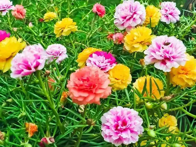 Một thảm hoa mười giờ nhiều màu sắc trồng dọc lối đi tạo nên vẻ đẹp bình dị