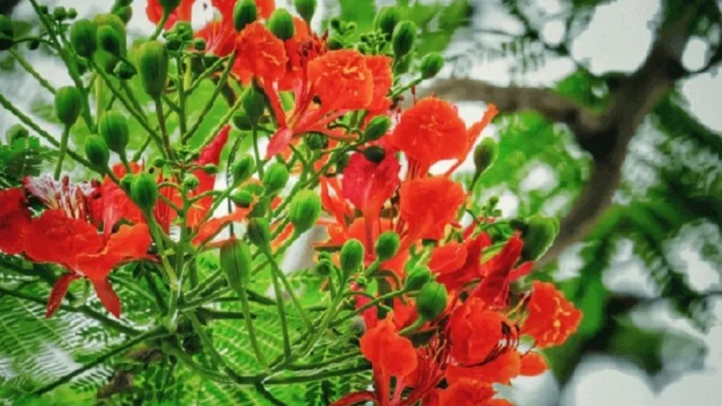 Thầy và trò cùng chụp bức ảnh kỷ niệm ngày cuối năm học