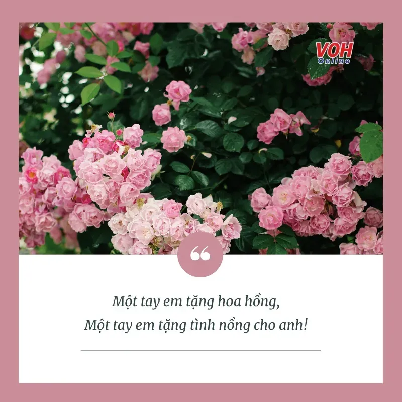 Những cánh hoa hồng mỏng manh ẩn chứa sức mạnh to lớn trong việc gắn kết những trái tim đang yêu