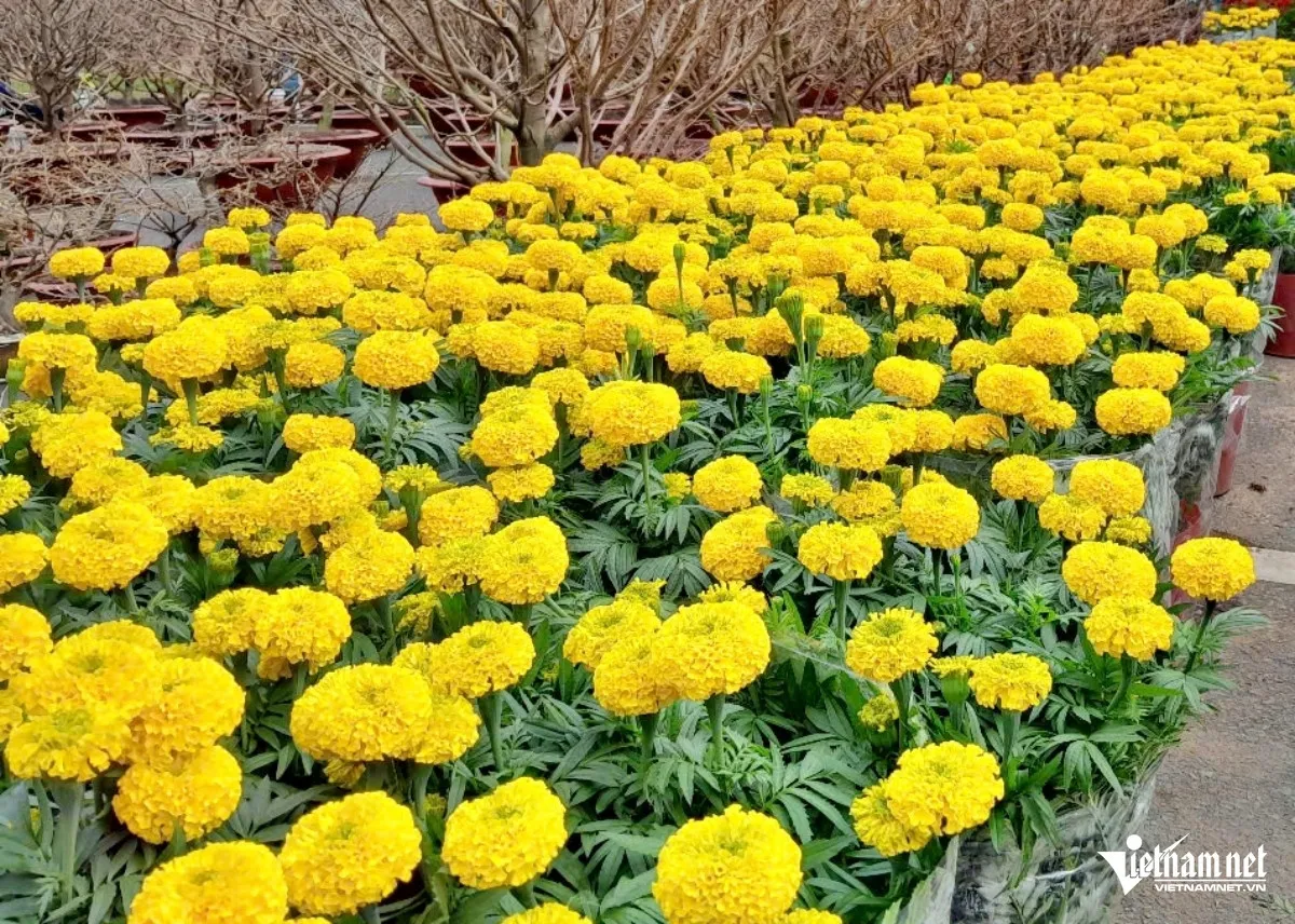 Tết Nguyên đán là dịp tuyệt vời để mọi người gửi đến nhau những lời chúc chân thành nhất