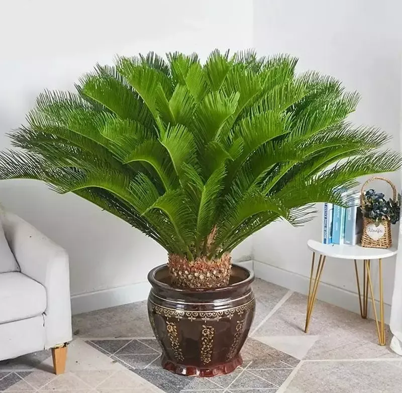 tặng chậu cây cảnh cho cha