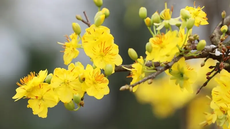 Lời chúc Tết sếp 2026 hài hước