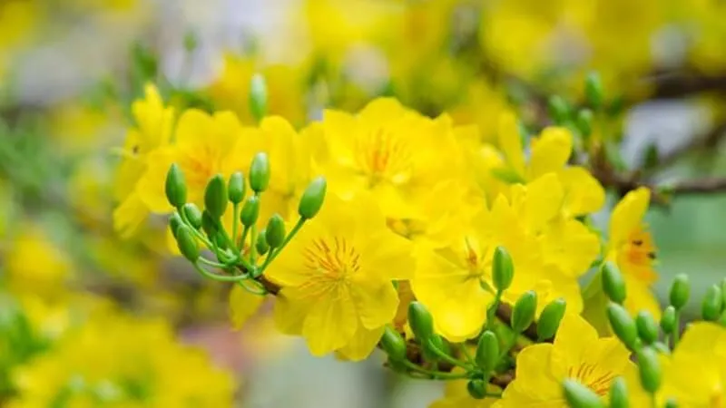 Thơ chúc Tết 2026 gửi tặng sếp