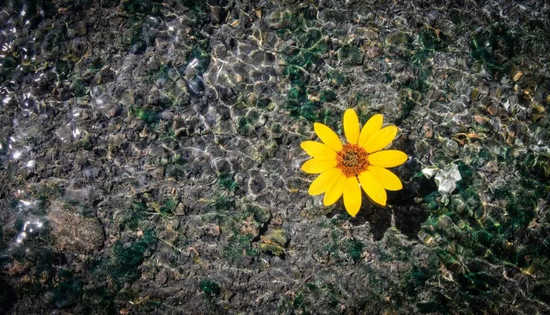 Lời chúc chân thành nhất mà một người có thể nhận được chính là sự an nhiên cho cả cuộc đời.