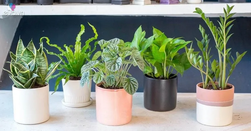 Cây cảnh nhỏ xinh xắn được trang trí thêm các bao lì xì đỏ may mắn đầu năm.