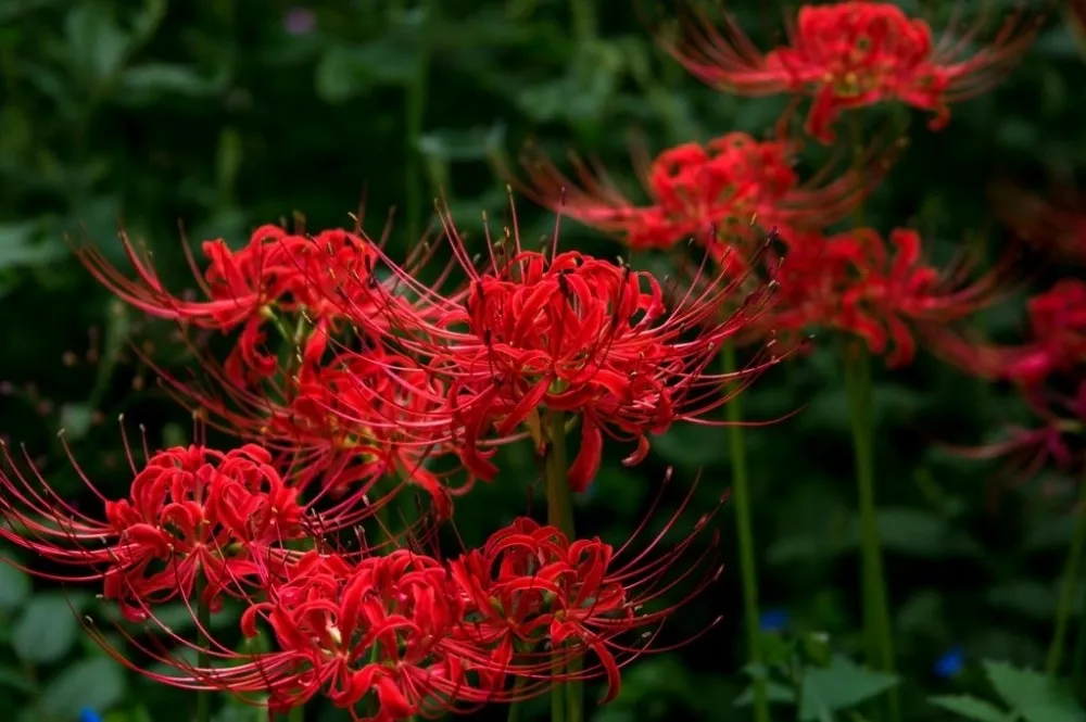 status ve hoa bi ngan trong tinh yeu