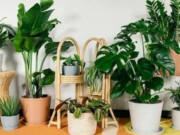 Chậu mai vàng rực rỡ làm quà Tết cho bố vợ