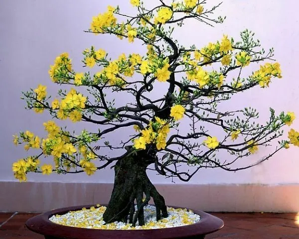 Chậu hoa lan hồ điệp rực rỡ mang ý nghĩa phú quý sung túc