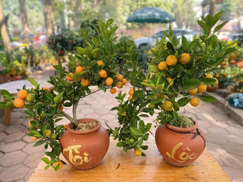 Chậu quất cảnh mang không khí Tết và ý nghĩa may mắn cho gia đình