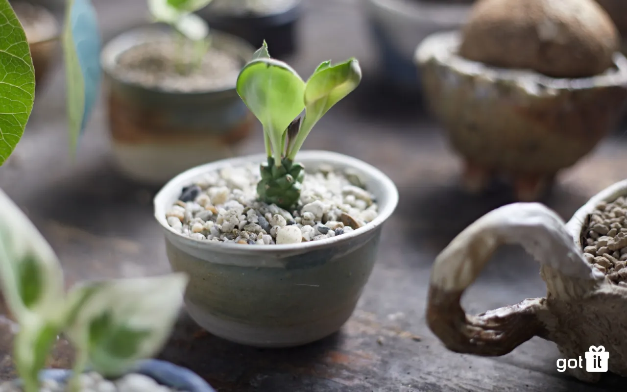 Cây xanh là quà tặng mừng khai trương phổ biến, tạo không gian mát mẻ và mang nhiều ý nghĩa cho chủ cửa hàng