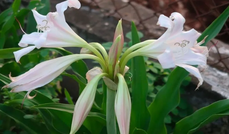 Cây trinh nữ hoàng cung với hoa màu hồng nhạt